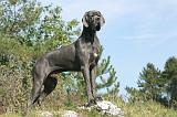 DOGUE ALLEMAND 010
